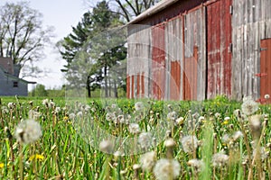 Historic old farm with dandelion seeds blowing in the wind and f