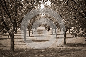 Historic Old Mesilla New Mexico photo