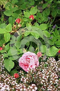 Historic pink rose Louise Odier and thyme