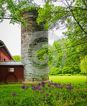 Historic restored round silo  and red barn in spring