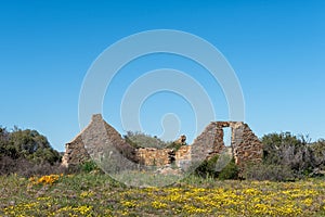 Historic ruin and wildflowers at Groenrivier near Nieuwoudtville
