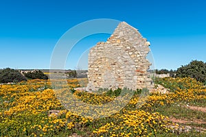 Historic ruin between wildflowers at Groenrivier near Nieuwoudtville