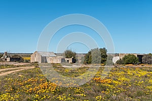 Historic ruins between wildflowers at Groenrivier near Nieuwoudtville