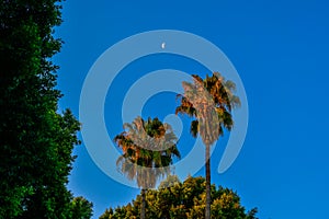 The edge of the moon against the backdrop of palm trees illuminated by the sunset photo