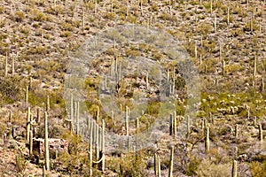 Historic stone cabin in Saguaro NP Tucson AZ US photo