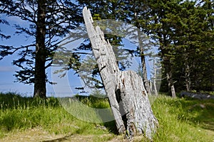 Historic Totem Poles, Skedans, Haida Gwaii