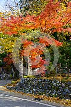 Historic Village of Shirakawa-go in autumnã€€Shirakawa-Hachiman shrine