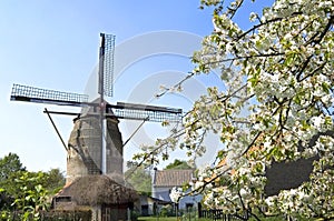 Historic windmill Gronsveld and blossom tree photo