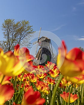 Historic Windmill in Tulip field at Holland, michigan.