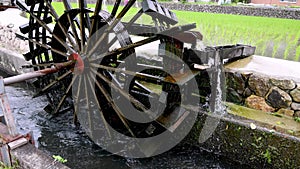 Historic wooden wheel transports water for rice field irrigation