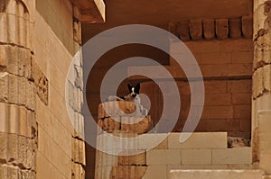 Historical buildings in Egypt are also home to dogs