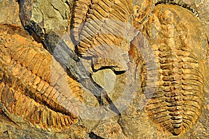 Historical fossil, trilobite