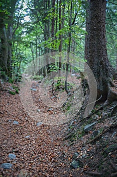 Historical medieval road from Pohronie region to Liptov through Hiadelske sedlo saddle photo