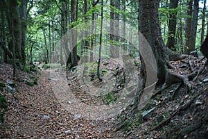 Historical medieval road from Pohronie region to Liptov through Hiadelske sedlo saddle photo