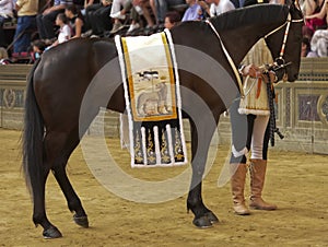 The Historical Procession Pali