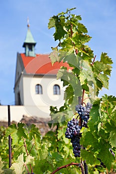 Historical St. Claire vineyards and chapel, Troja prague