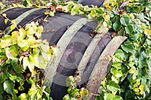 historical St. Claire vineyards, Troja Botanical Garden, Prague, Czech republic - wooden old barrel in the wine plant leaves