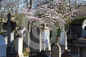 Historical tombstones, monuments and religious symbols with springtime magnolia flowers