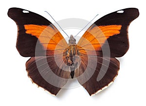 Historis Odius butterfly
