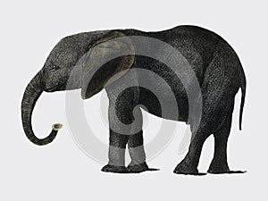 The History of the Earth and Animated Nature 1848 by Oliver Goldsmith 1728-1774, a portrait of a dark grey elephant. Digitally photo