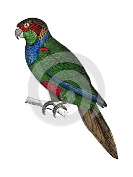 The History of the Earth and Animated Nature by Oliver Goldsmith 1774, a rare antique handcolored tableau of two parakeets. Digi