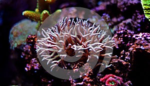 Histrix sps coral