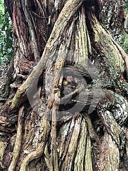 A histÃÂ³ria contada atravÃÂ©s das raÃÂ­zes photo