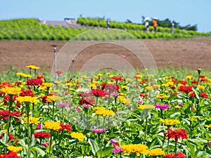 Hitachi Seaside Park and Kochia, Japan