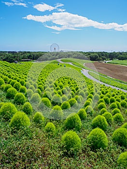 Hitachi Seaside Park and Kochia, Japan