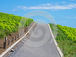 Hitachi Seaside Park and Kochia, Japan