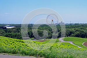 Hitachi Seaside Park and Kochia, Japan