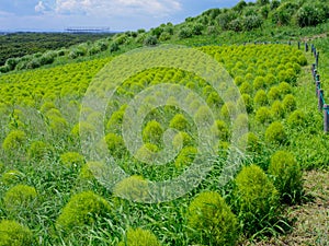 Hitachi Seaside Park and Kochia, Japan