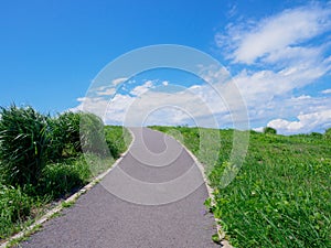 Hitachi Seaside Park and Kochia, Japan