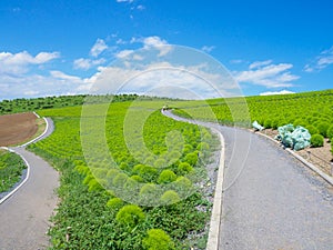 Hitachi Seaside Park and Kochia, Japan