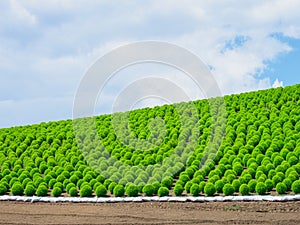 Hitachi Seaside Park and Kochia, Japan