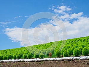 Hitachi Seaside Park and Kochia, Japan