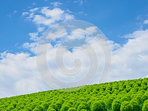 Hitachi Seaside Park and Kochia, Japan