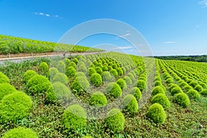 Hitachi Seaside Park and Kochia, Japan