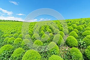 Hitachi Seaside Park and Kochia, Japan