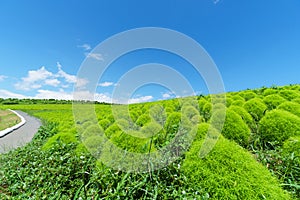 Hitachi Seaside Park and Kochia, Japan