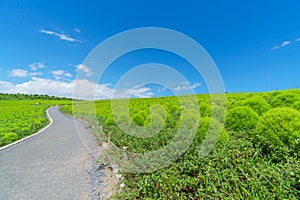 Hitachi Seaside Park and Kochia, Japan