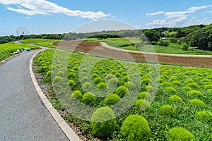 Hitachi Seaside Park and Kochia, Japan