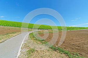 Hitachi Seaside Park and Kochia, Japan