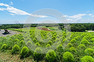 Hitachi Seaside Park and Kochia, Japan