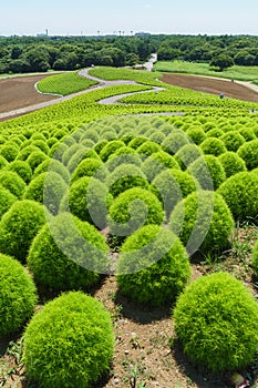 Hitachi Seaside Park and Kochia, Japan