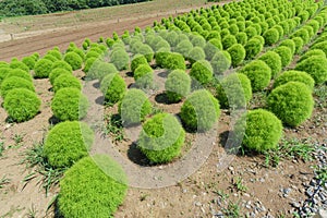 Hitachi Seaside Park and Kochia, Japan