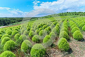 Hitachi Seaside Park and Kochia, Japan