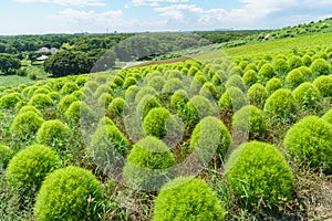 Hitachi Seaside Park and Kochia, Japan