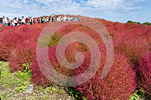 Hitachi Seaside Park red kochia carnival