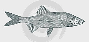 Hitch lavinia exilicauda, freshwater fish from North America